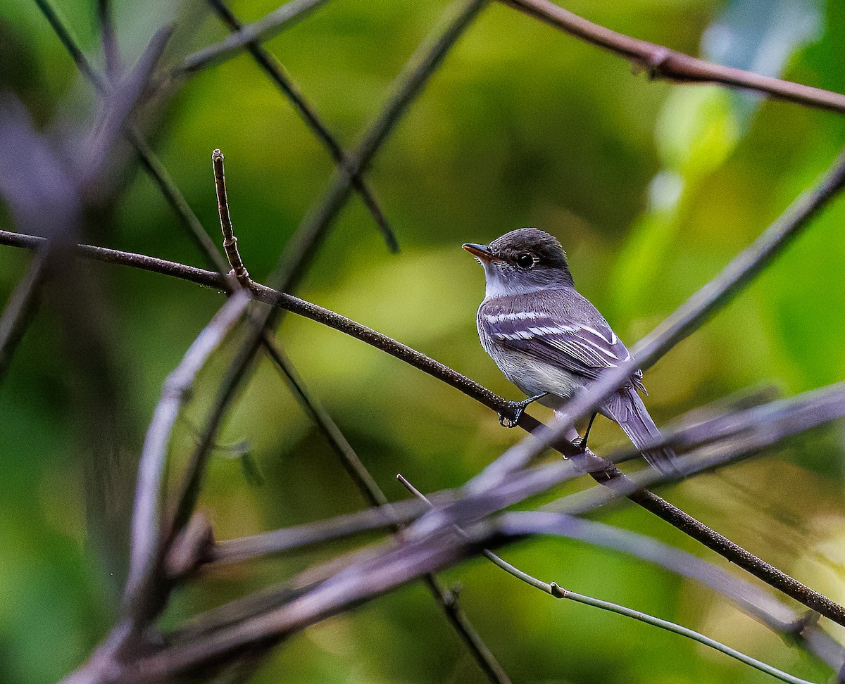 Eastern Wood-Pewee - ML657737648