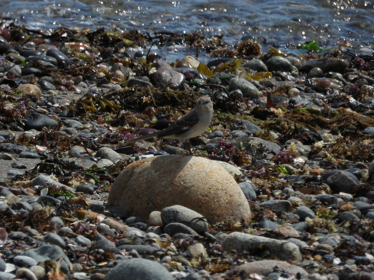 Northern Mockingbird - ML657737663