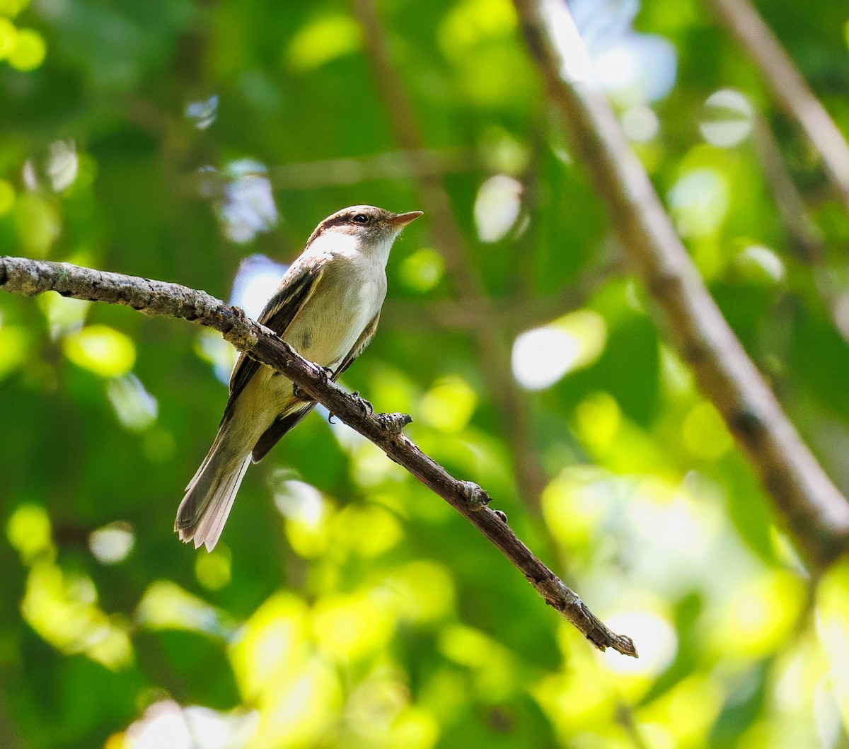 Alder Flycatcher - ML657737665