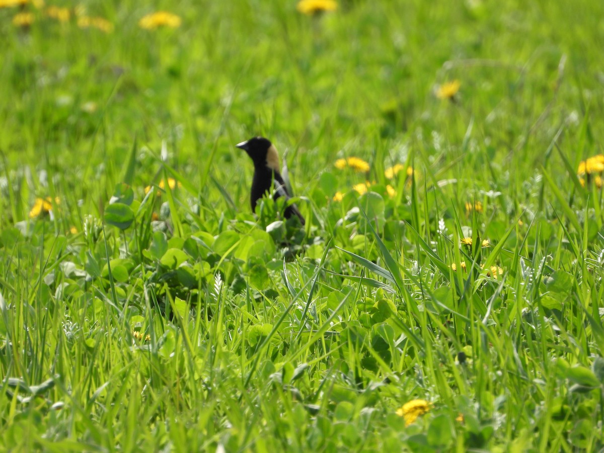 Bobolink - ML657737666