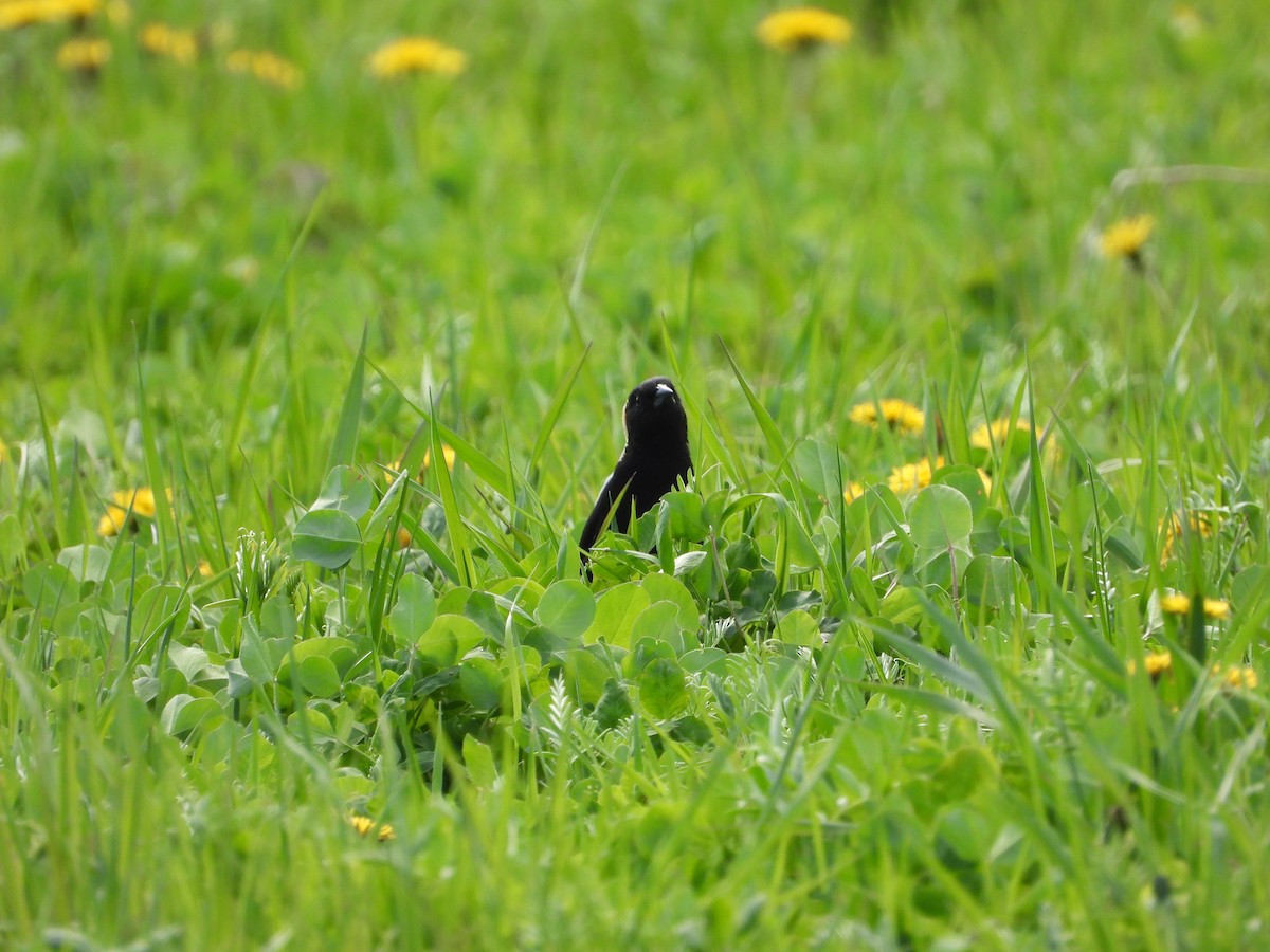 Bobolink - ML657737667