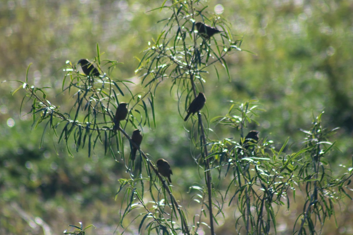 Chestnut-capped Blackbird - ML657737679