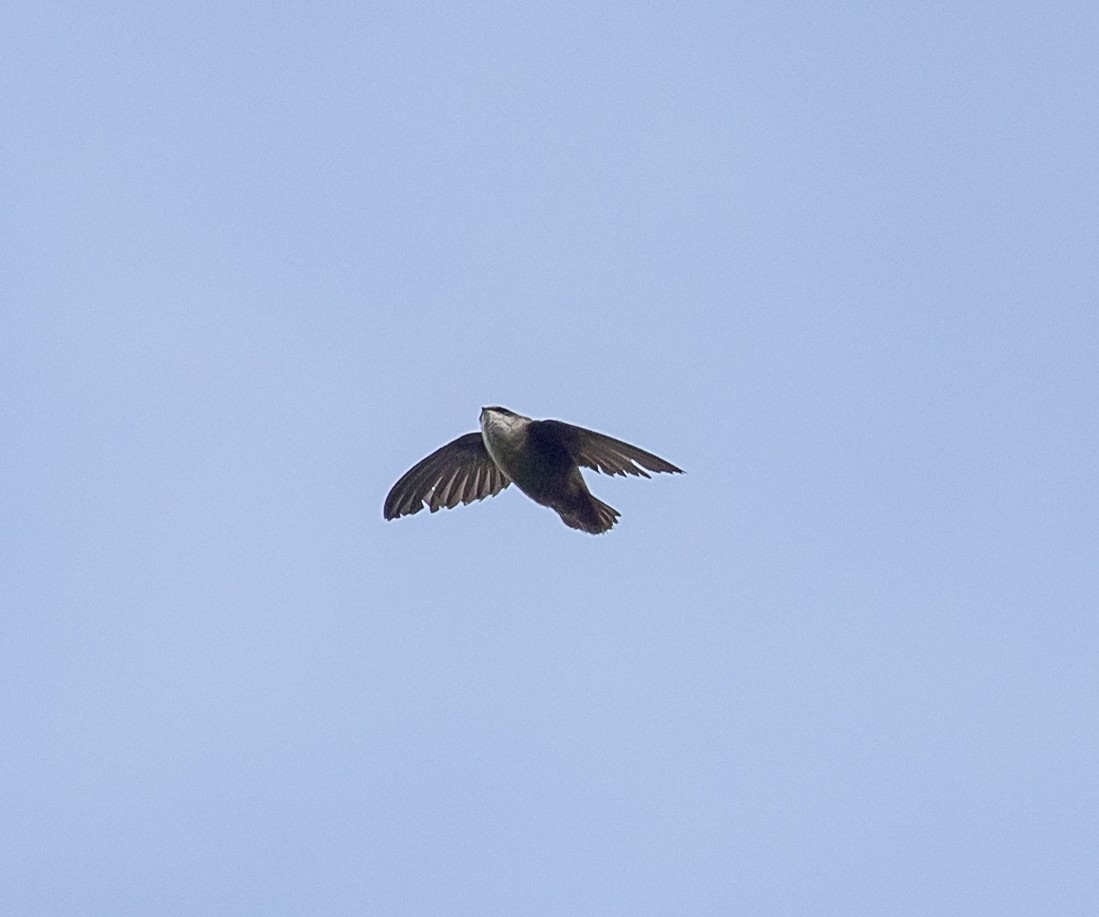 Vaux's Swift - ML657737682