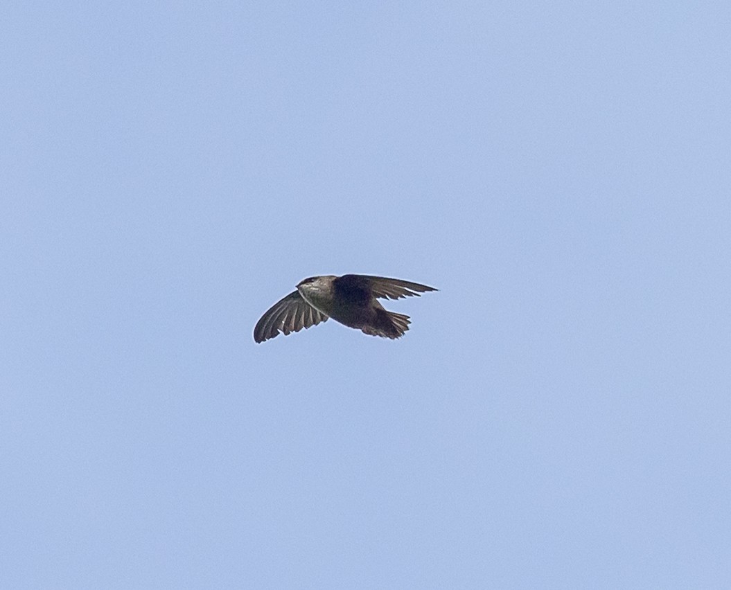 Vaux's Swift - ML657737683