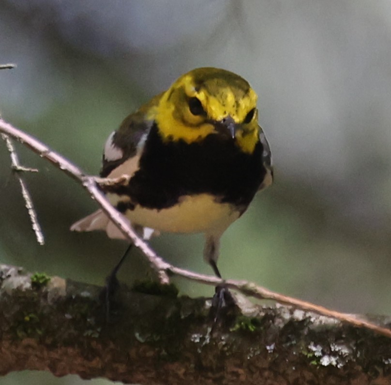 Black-throated Green Warbler - ML657737685