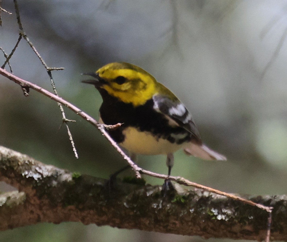 Black-throated Green Warbler - ML657737686