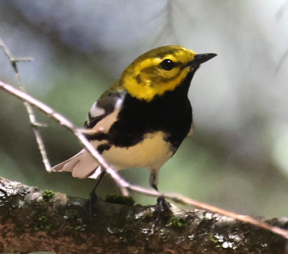Black-throated Green Warbler - ML657737687