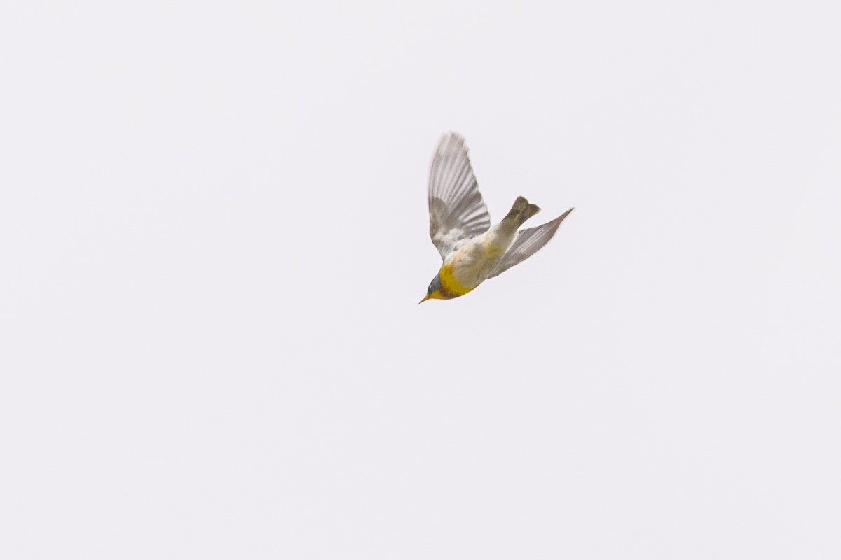 Northern Parula - ML657737688