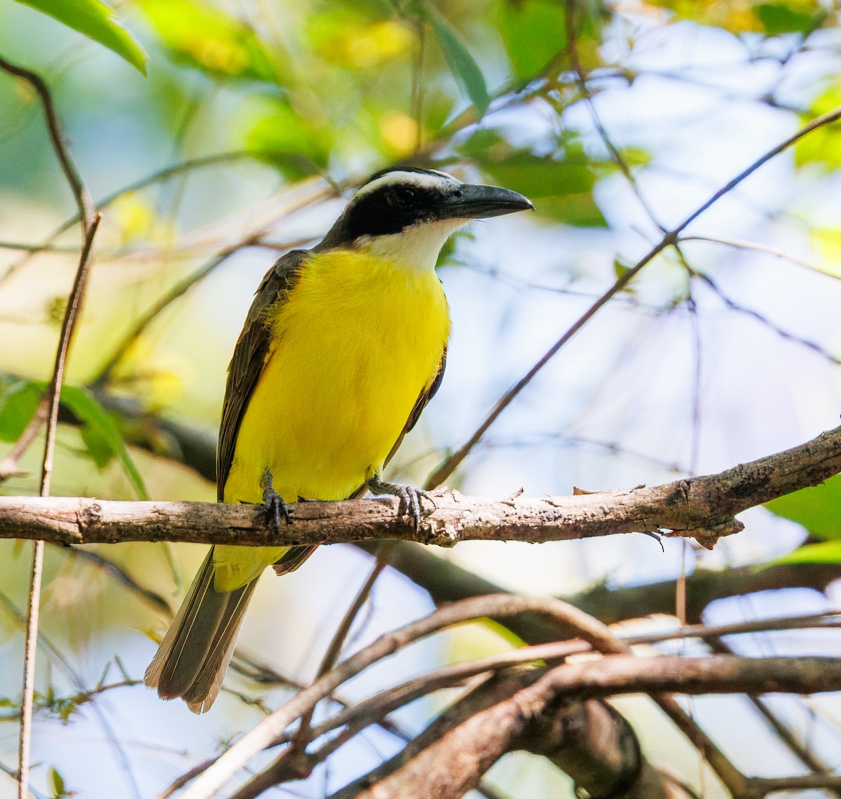 Boat-billed Flycatcher - ML657737689
