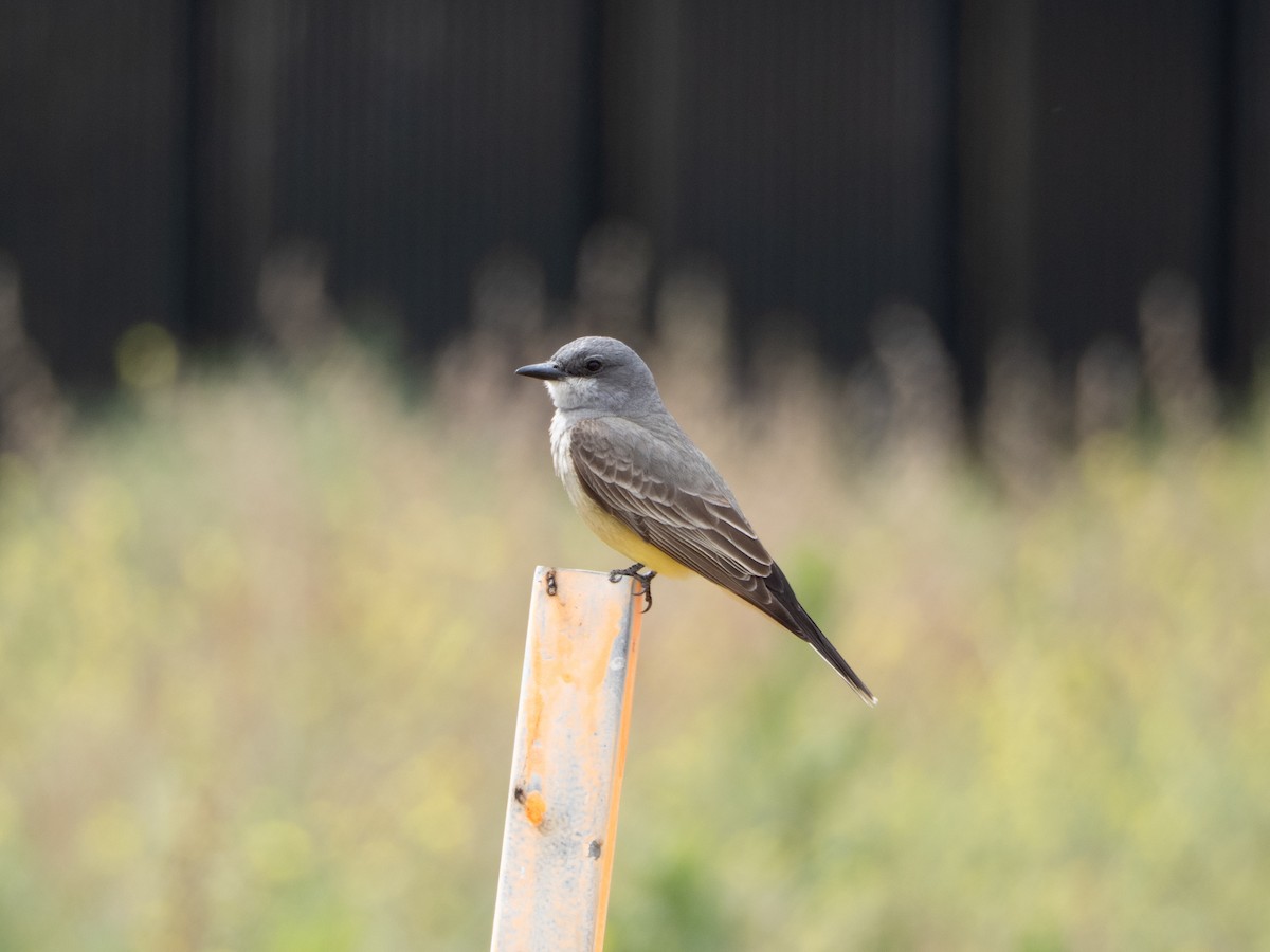 Cassin's Kingbird - ML657737691