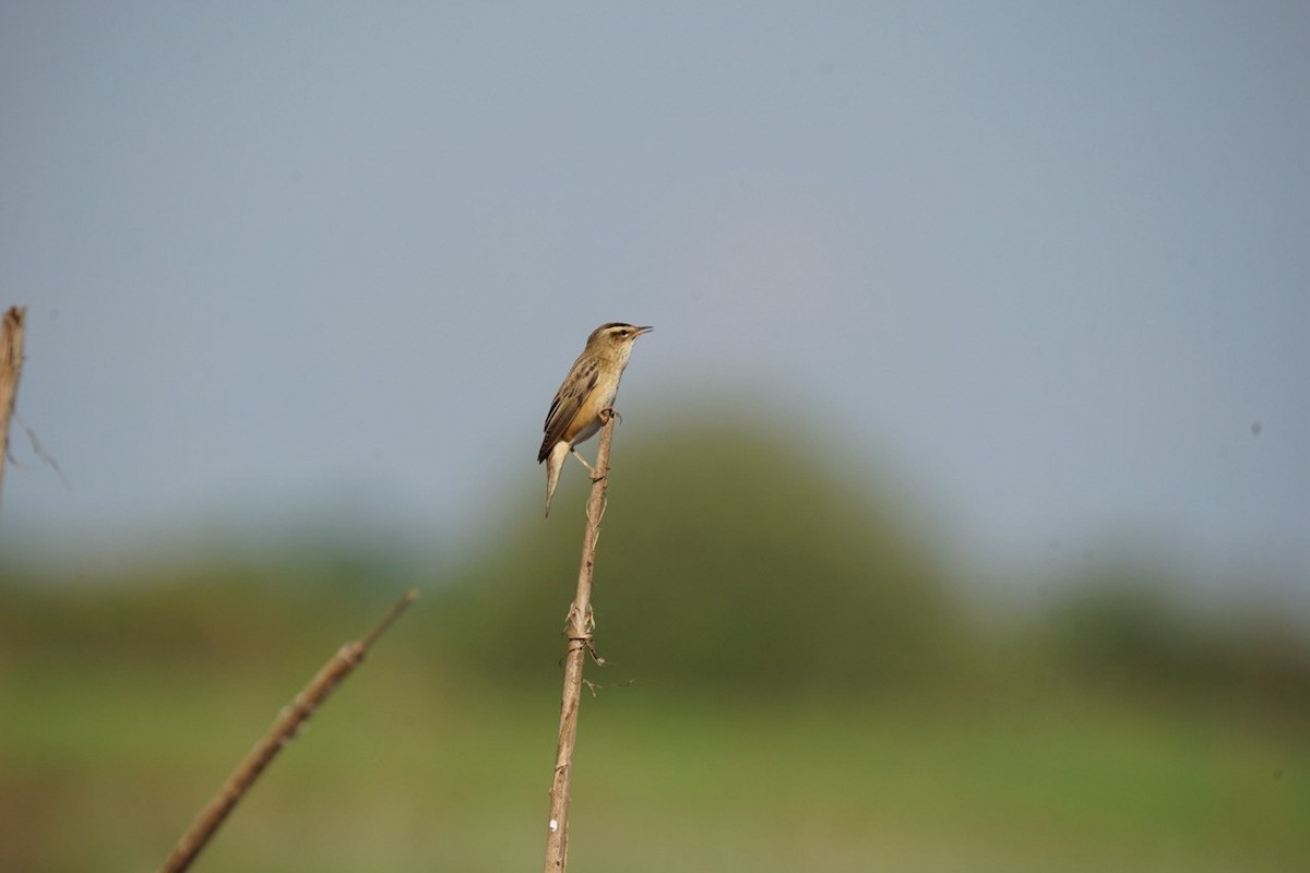 Sedge Warbler - ML657737712