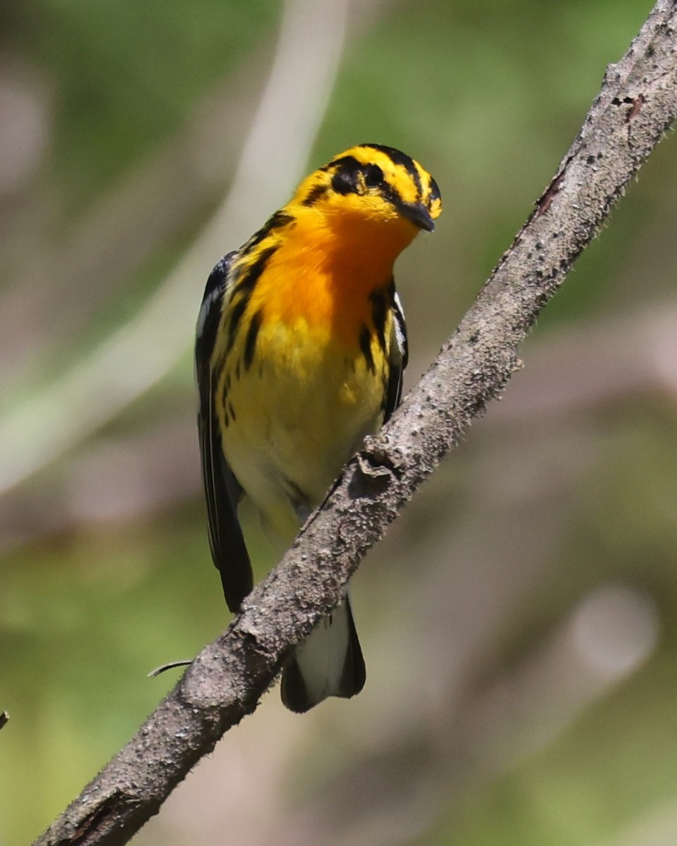 Blackburnian Warbler - ML657737713