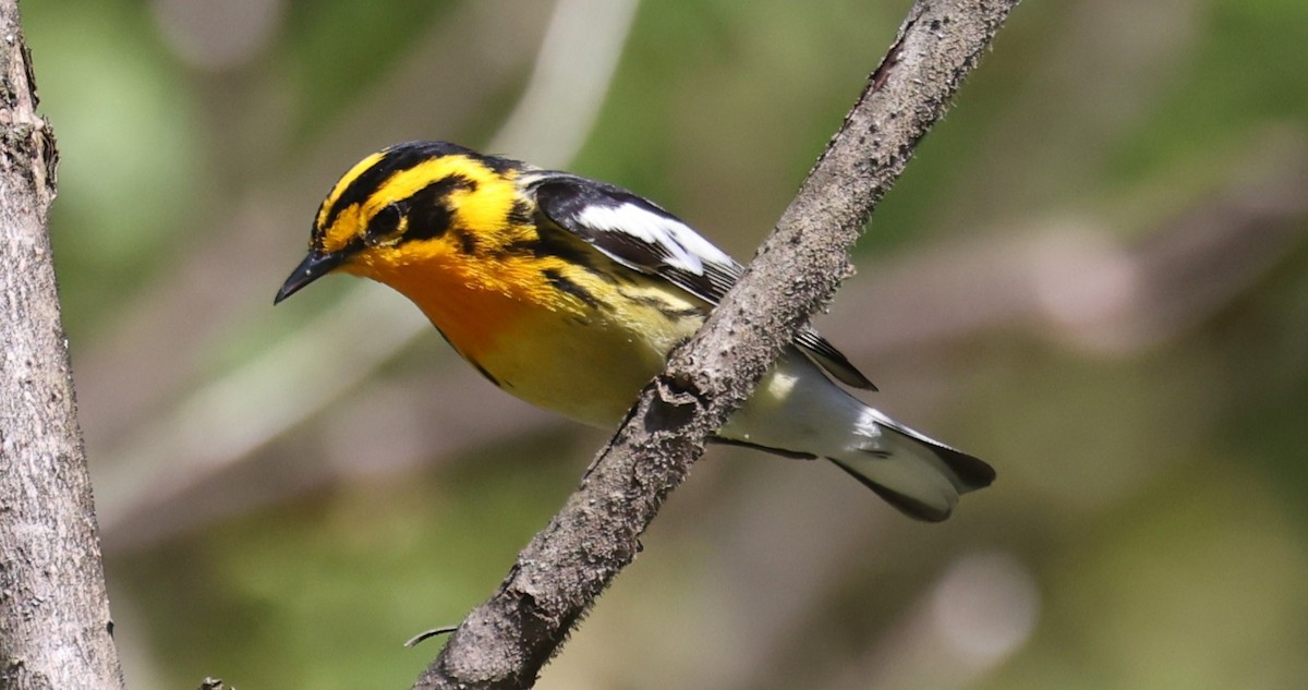 Blackburnian Warbler - ML657737714