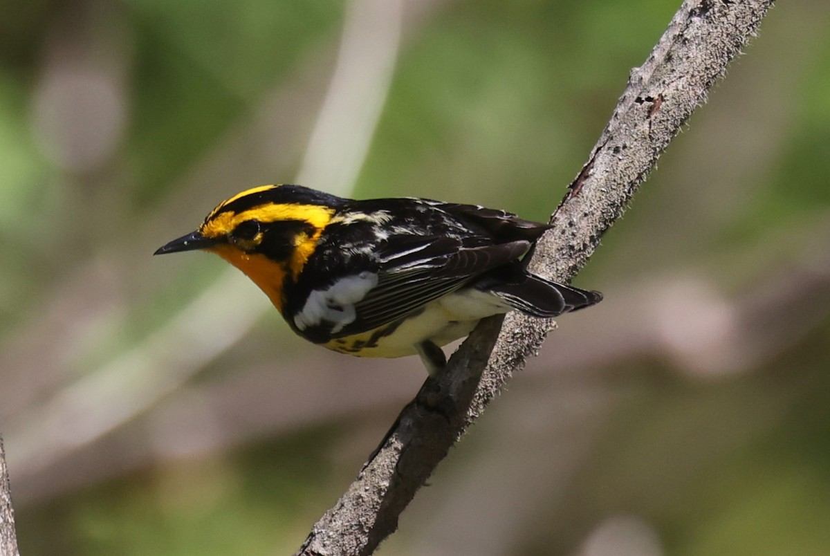 Blackburnian Warbler - ML657737715
