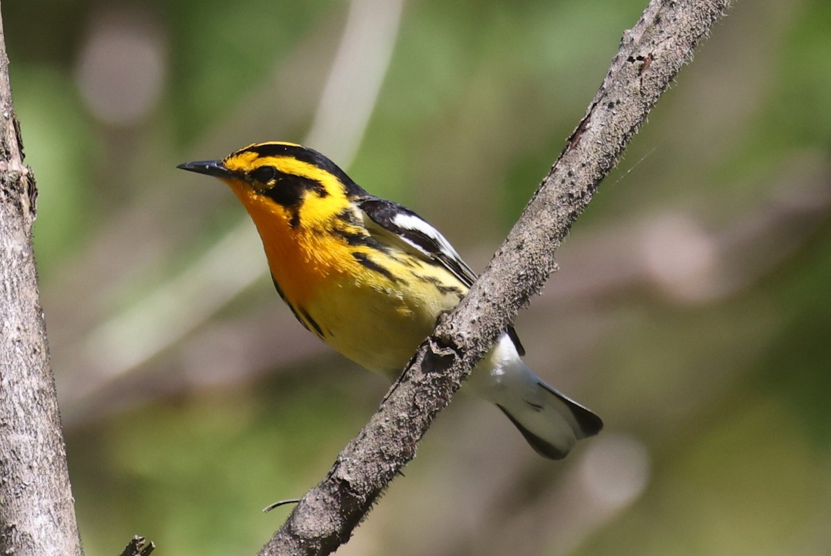 Blackburnian Warbler - ML657737716