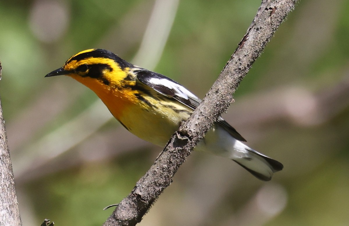 Blackburnian Warbler - ML657737717