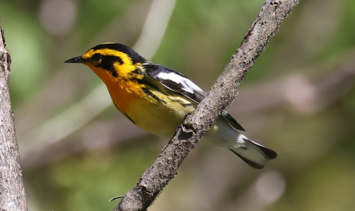 Blackburnian Warbler - ML657737718