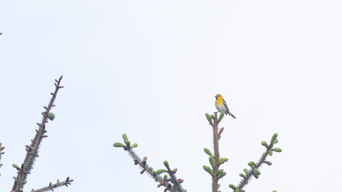 Bullock's Oriole - ML657737729