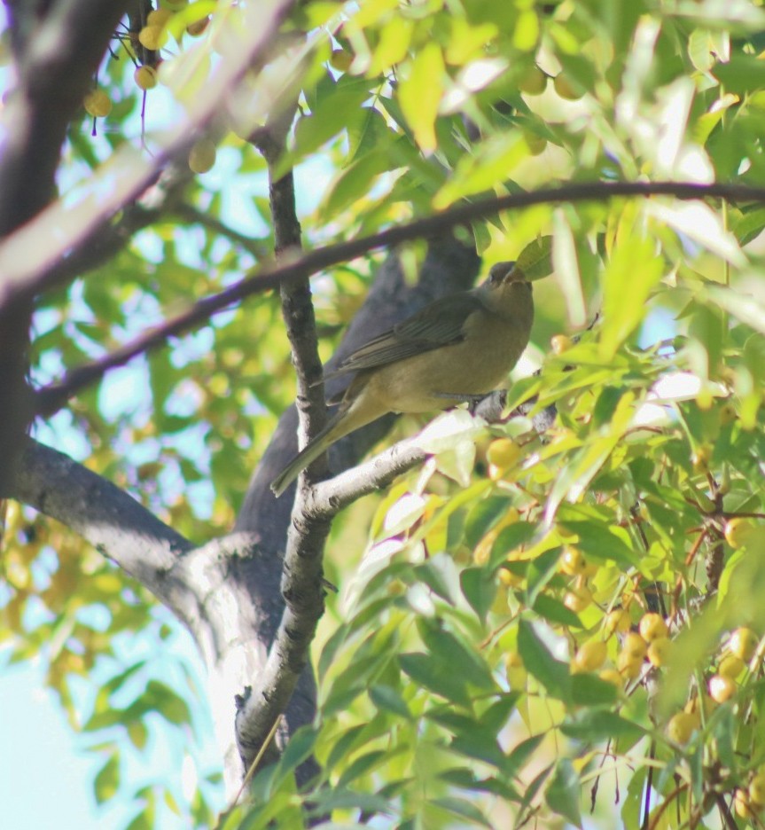 Blue-and-yellow Tanager - ML657737749