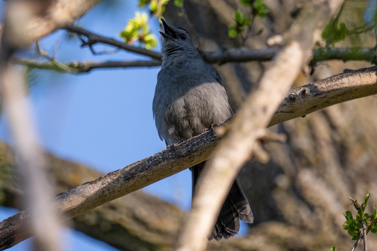Gray Catbird - ML657737755