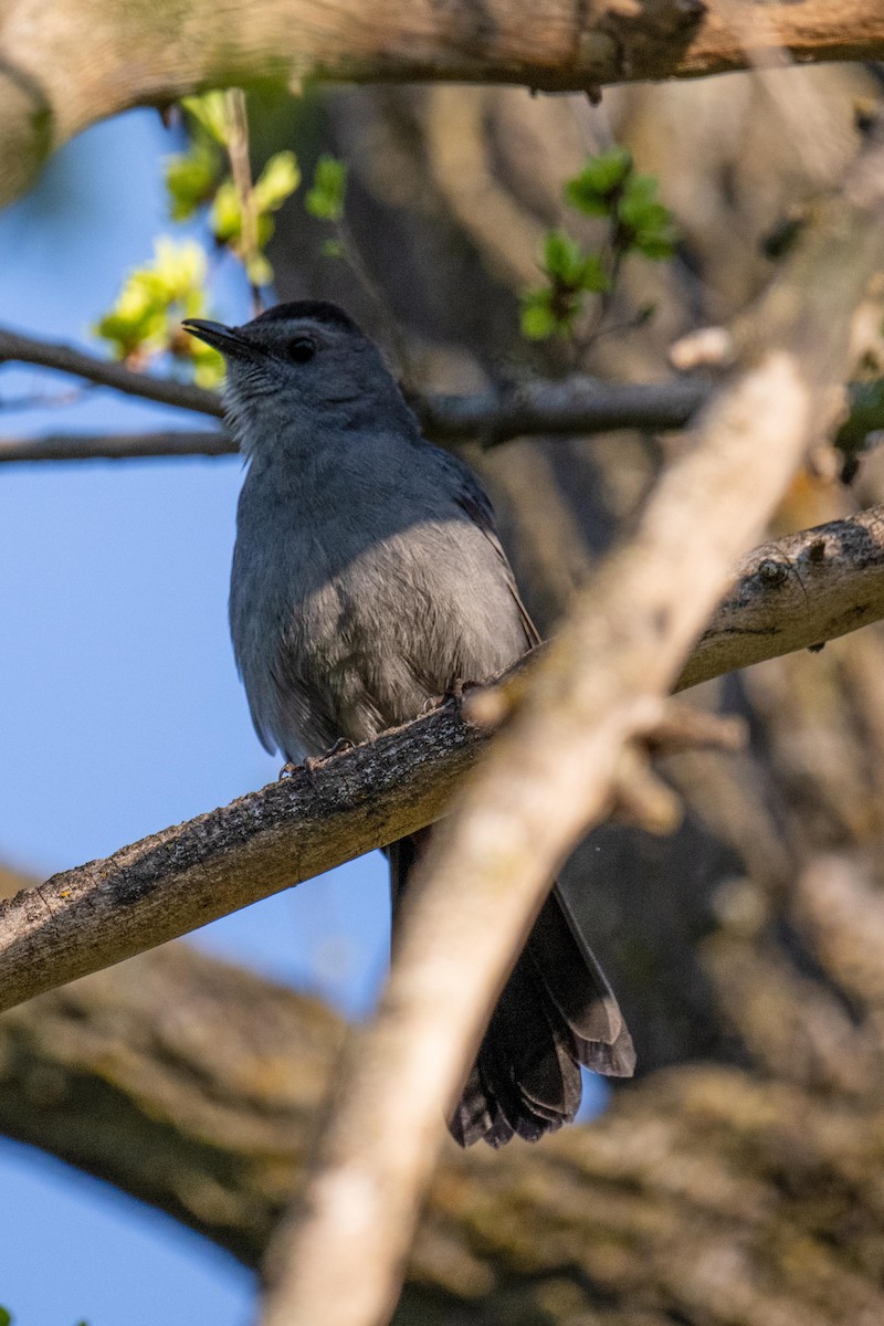 Gray Catbird - ML657737759