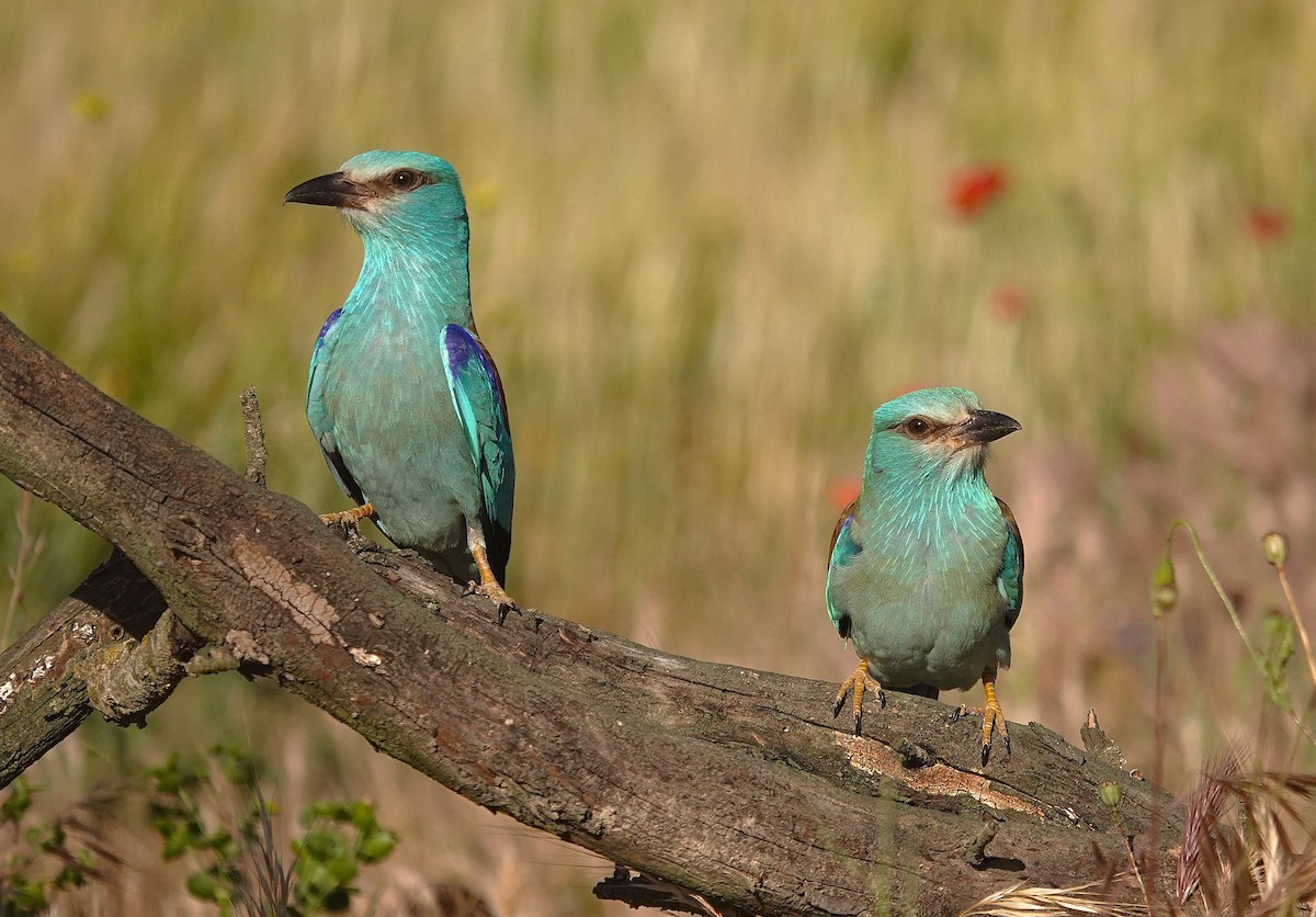 European Roller - ML657738179