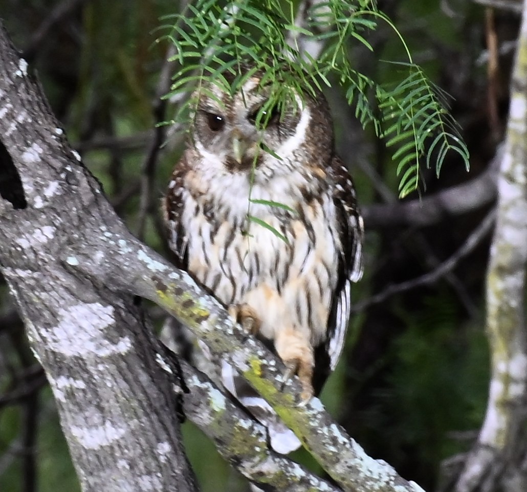 Mottled Owl - ML657738290