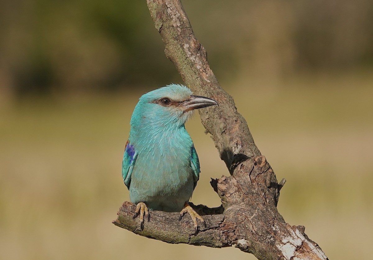 European Roller - ML657738456