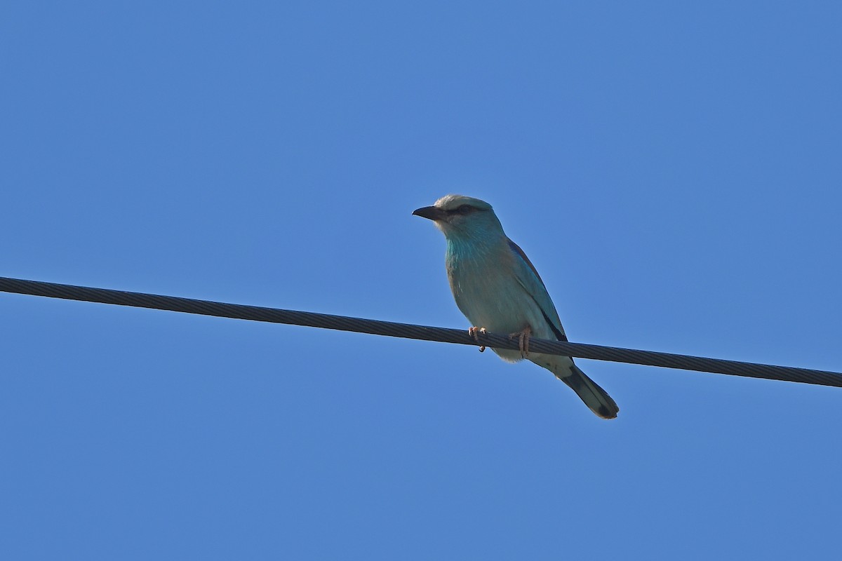 European Roller - ML657738457