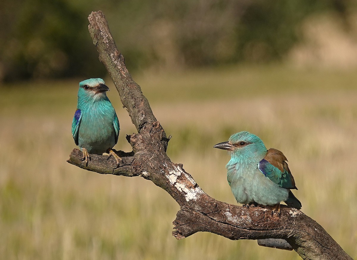 European Roller - ML657738638