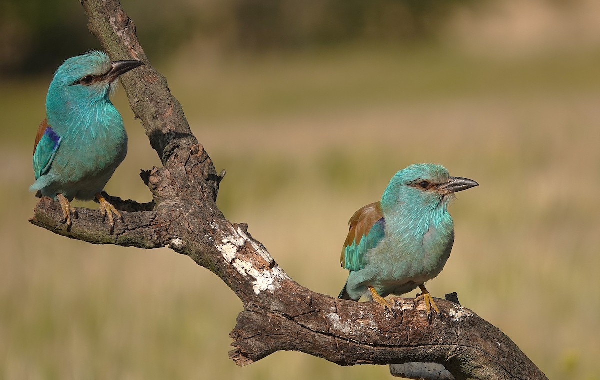 European Roller - ML657738849