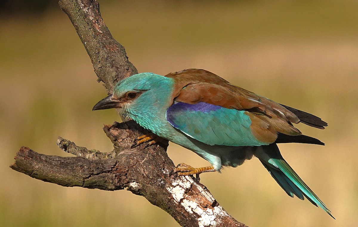 European Roller - ML657738989