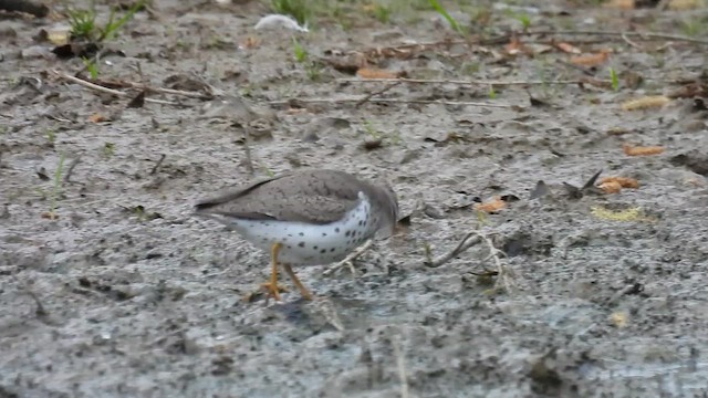 flekksnipe - ML657739165