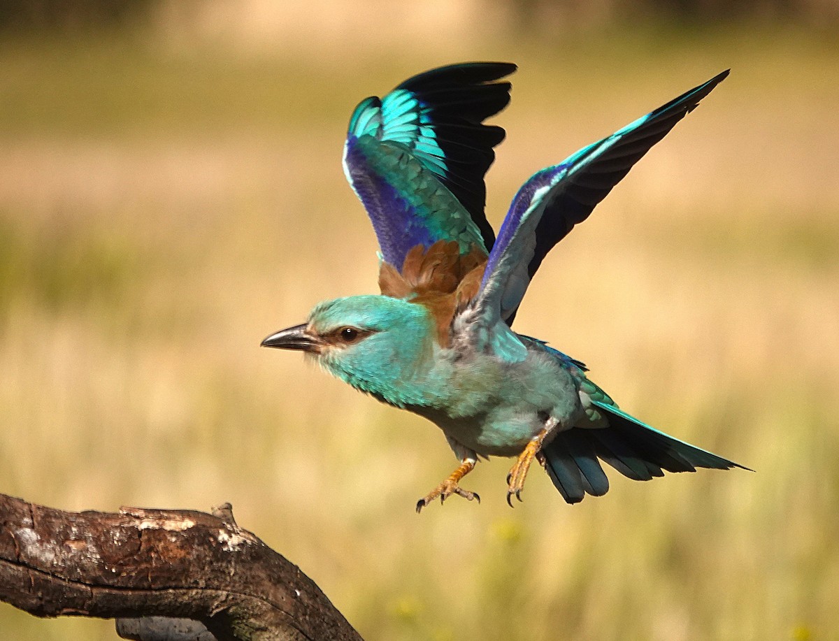 European Roller - ML657739231