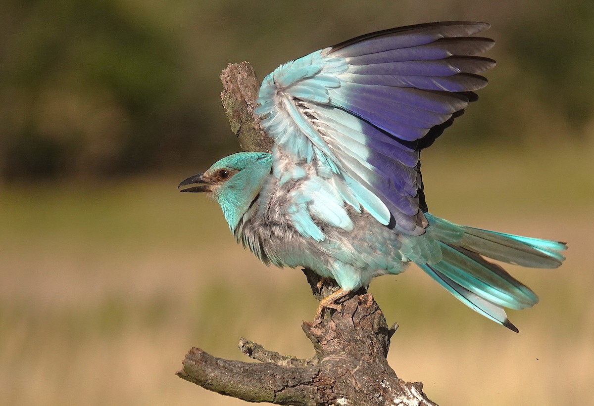 European Roller - ML657739398
