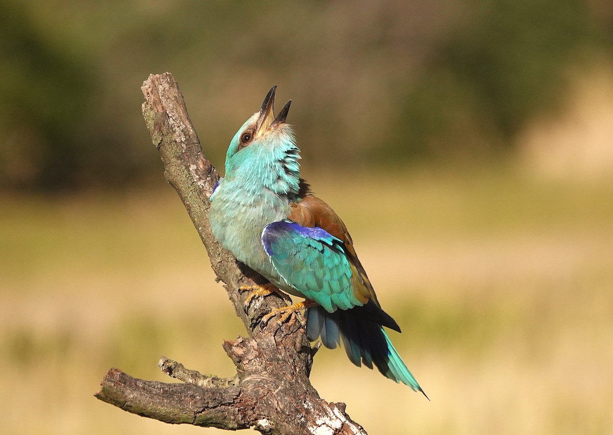 European Roller - ML657739490