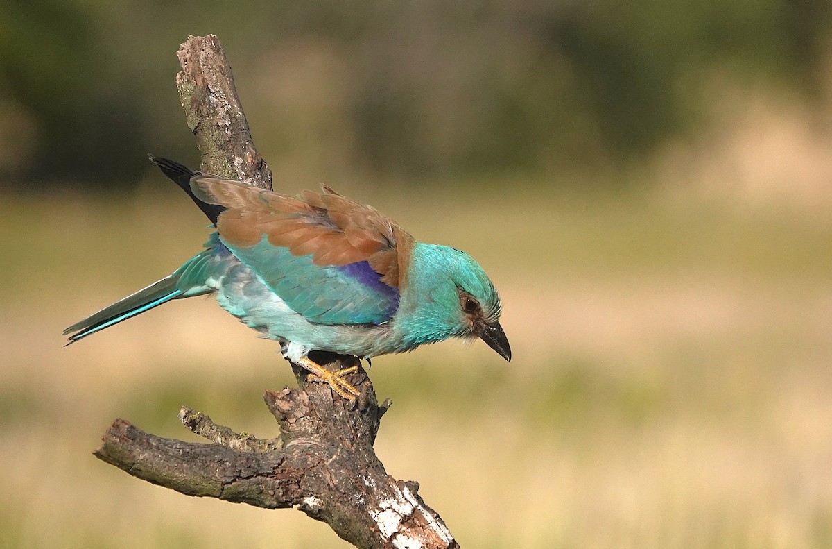 European Roller - ML657739674
