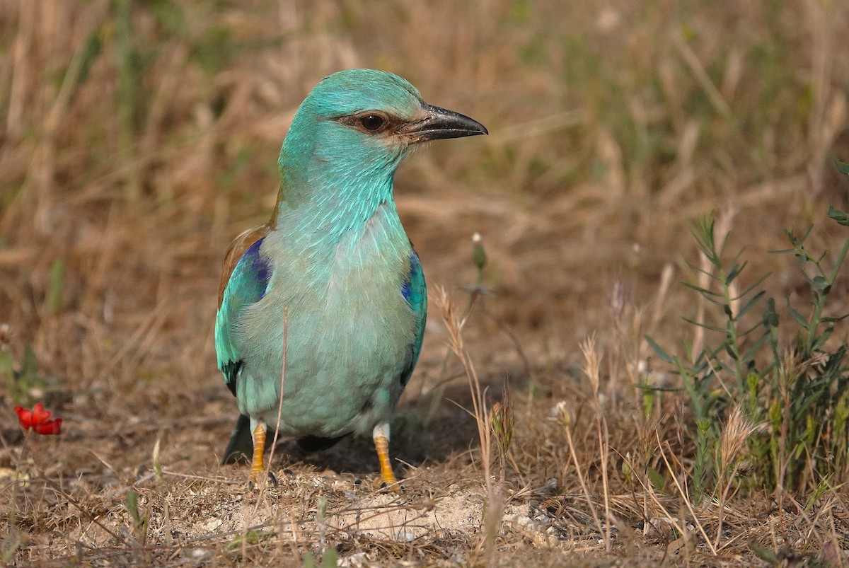 European Roller - ML657739808