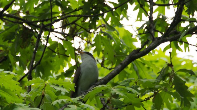 gulnebbgjøk - ML657740036