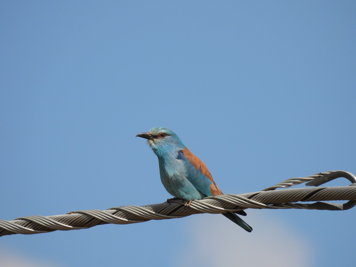 European Roller - ML657740189