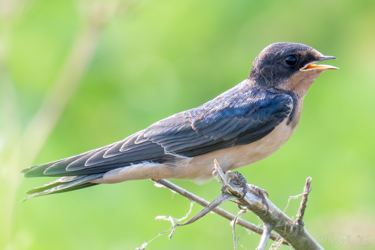 vlaštovka obecná (ssp. erythrogaster) - ML657740486