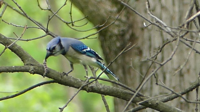 blåskrike - ML657741006