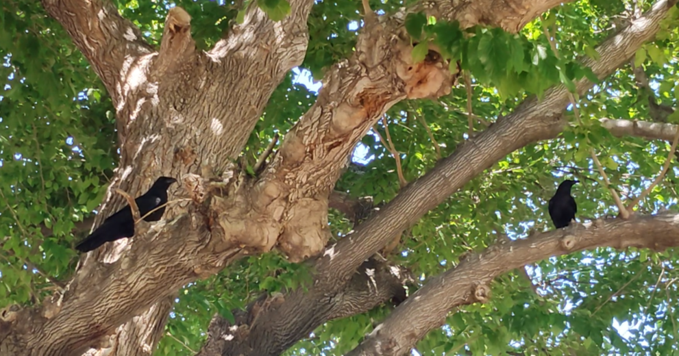 Common Raven - ML657741055