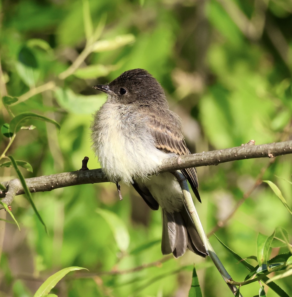 Eastern Phoebe - ML657741147