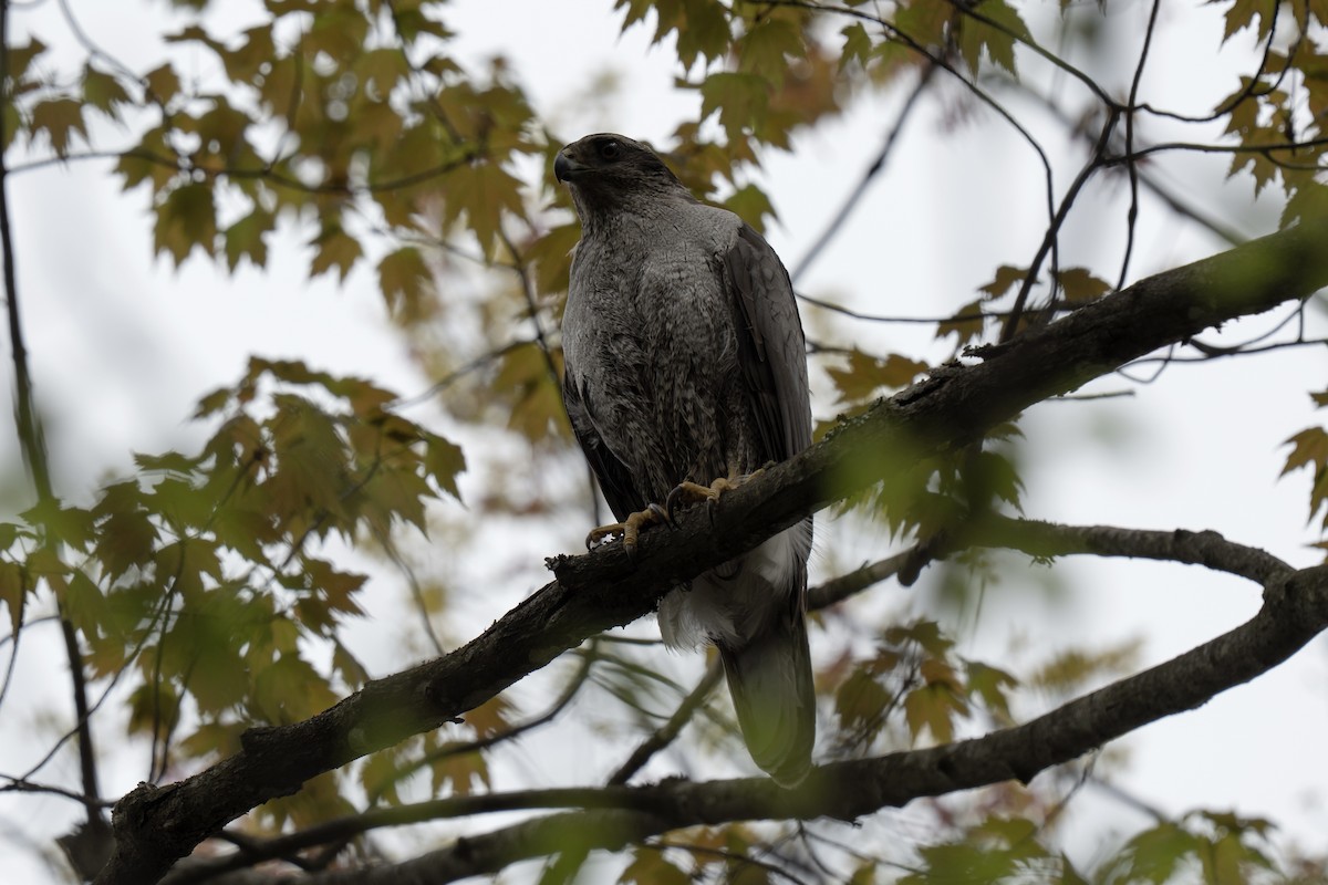 American Goshawk - ML657742614
