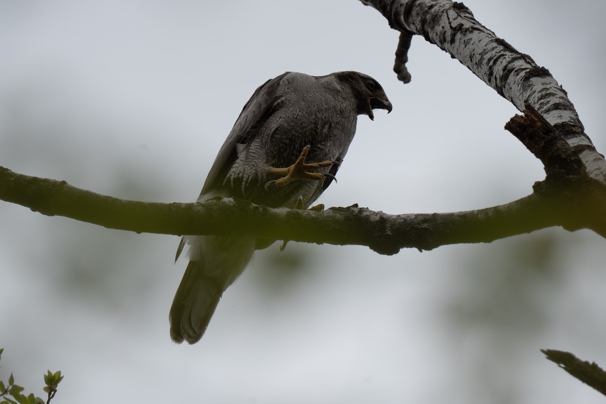 American Goshawk - ML657742615