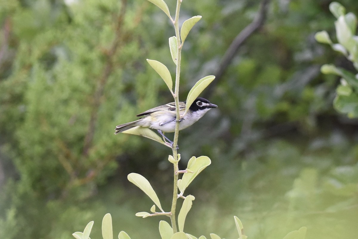 Vireo Cabecinegro - ML657742878