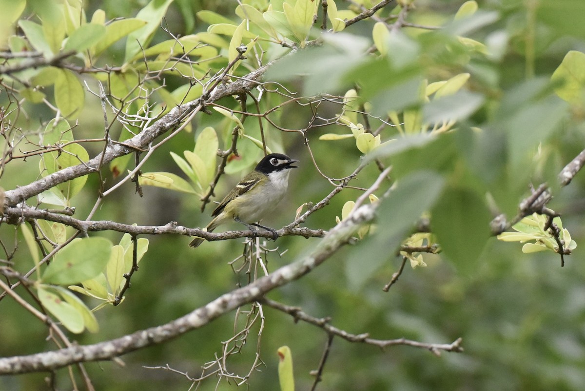 Vireo Cabecinegro - ML657742879