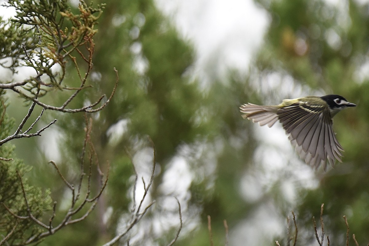 Vireo Cabecinegro - ML657742880