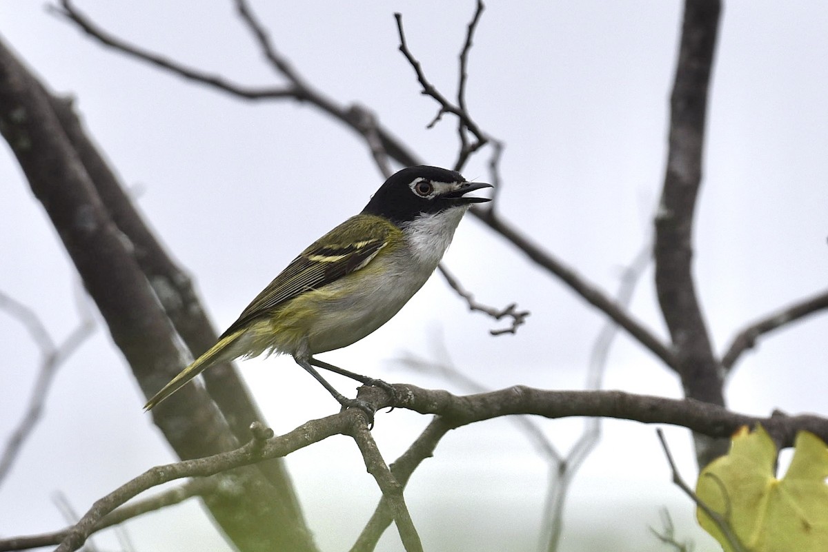 Vireo Cabecinegro - ML657742881